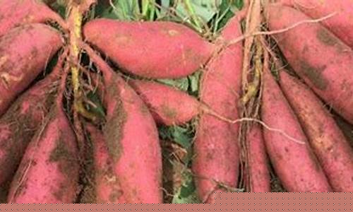 山芋期货最新行情(山芋肉价格走势)_https://www.hn-life.com_上交所_第1张