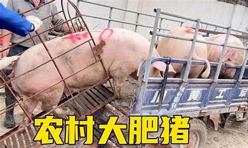 今年年底猪肉会涨价吗(年底猪肉会不会涨价)_https://www.hn-life.com_科创板_第1张